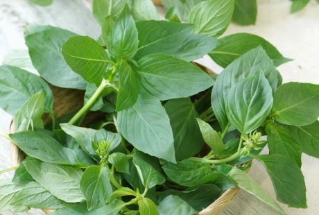 九層塔葉子皺皺的原因