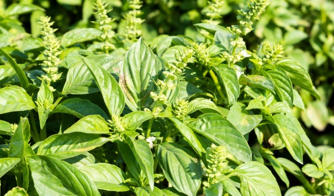 九層塔修剪方法