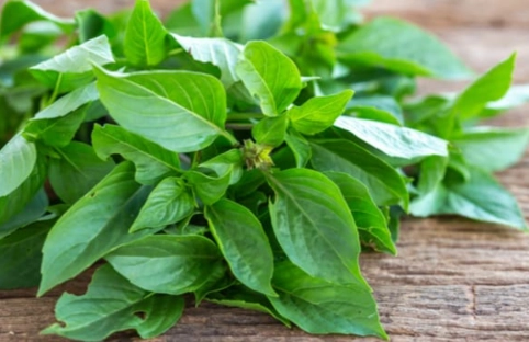 如何挑選新鮮九層塔