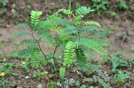 雞骨草涼茶好處
