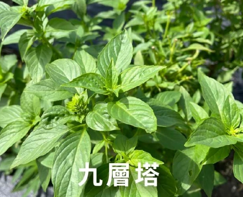 九層塔種子處理方法
