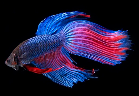 鬥魚壽命影響因素