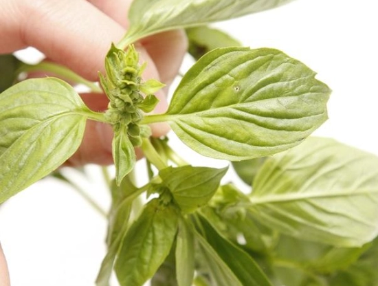 九層塔種植技巧