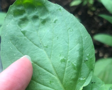九層塔種植問題
