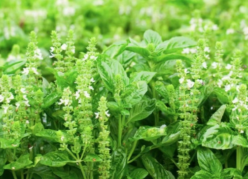 九層塔種子發芽技巧