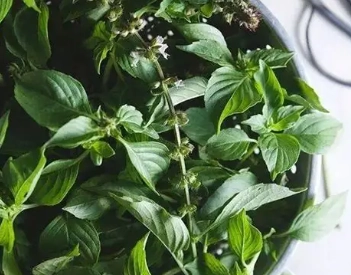 九層塔開花處理方法