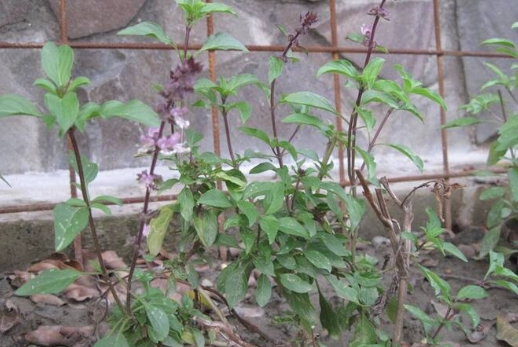 九層塔挑選技巧