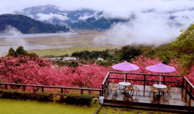 櫻花溫泉季節