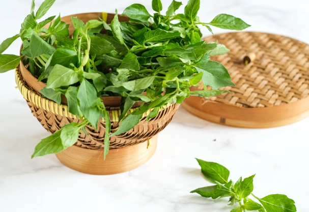 九層塔食用安全