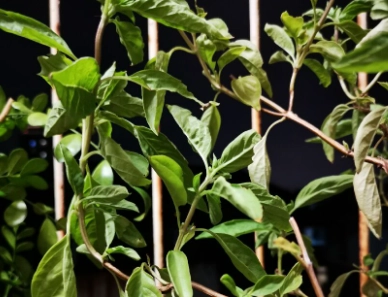 九層塔採收時機