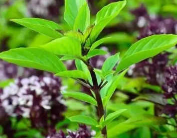 九層塔種植養護