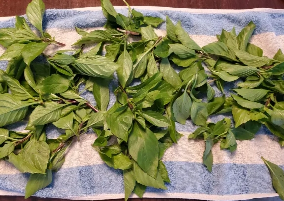 新鮮九層塔保存