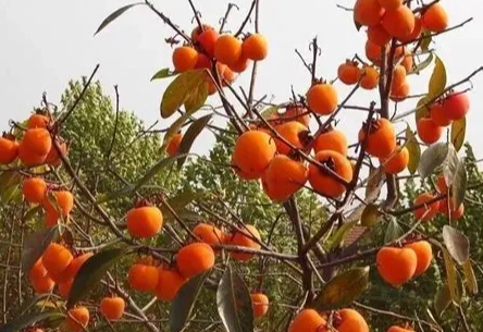 柿子栽培技術