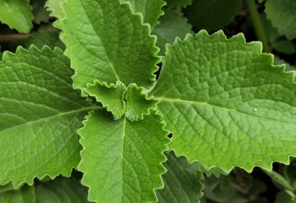 左手香長太高處理