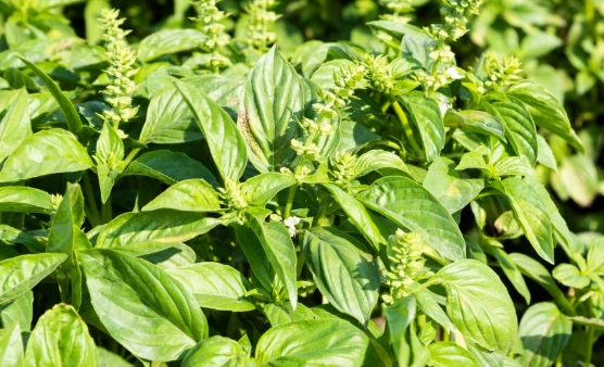 九層塔購買指南