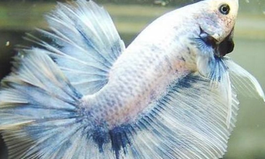 延長鬥魚壽命方法