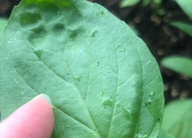 九層塔葉子皺皺的原因