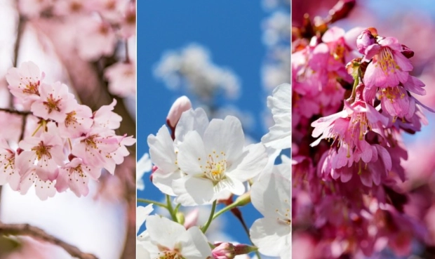 九層塔開花處理
