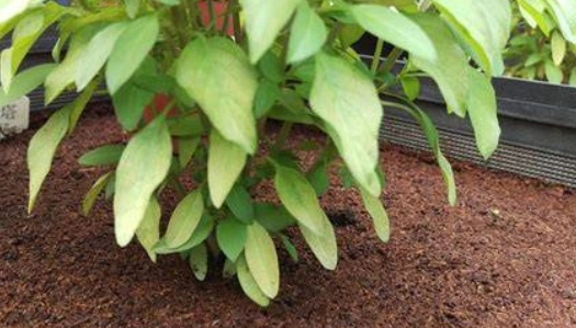 九層塔種植技巧