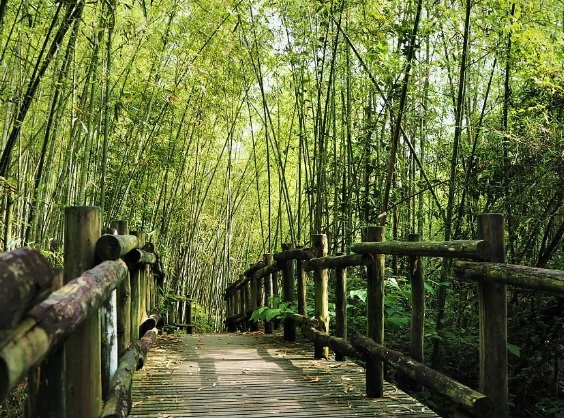 阿里山旅遊景點