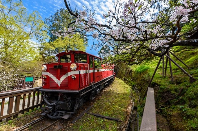 阿里山風景拍攝