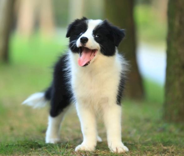 狗狗臨終前準備