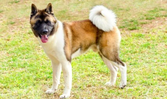 秋田犬飼養困難