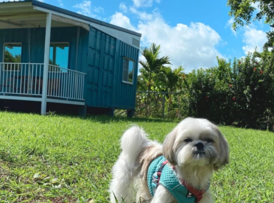 帶寵物住宿西門町