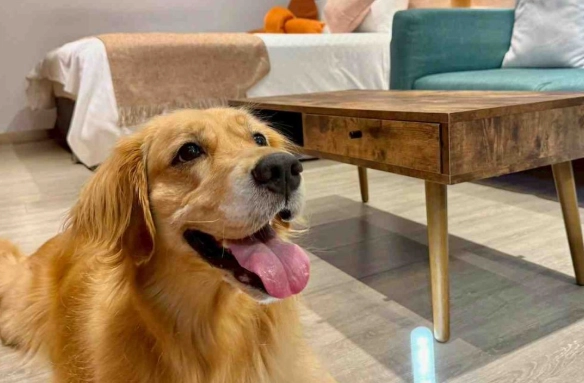 寵物友善旅館台北