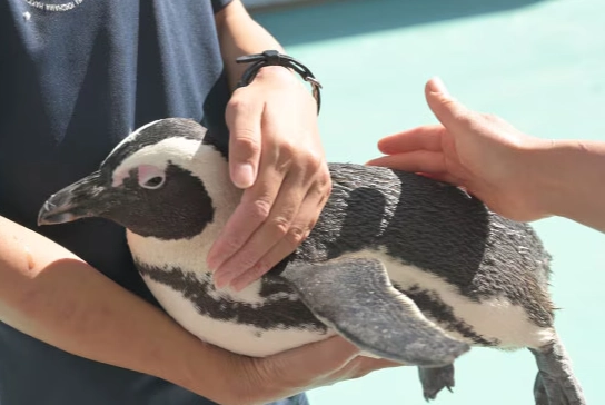 八景島預約教學