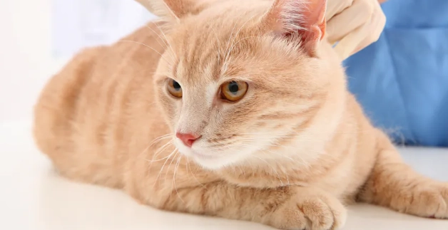 貓咪疫苗接種時間