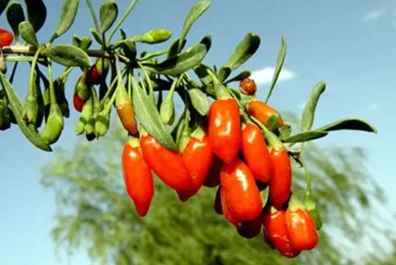 野生枸杞子好處