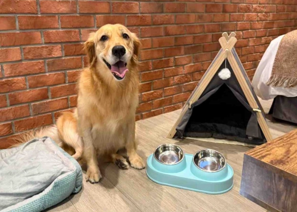 高雄帶寵物住宿