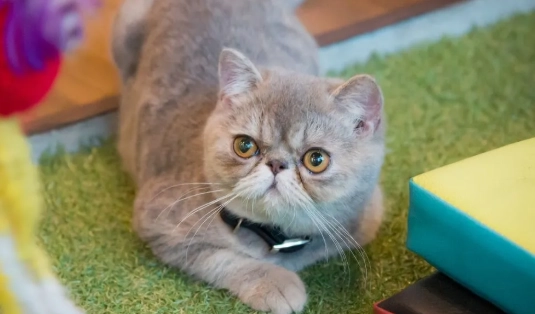 扁臉貓健康問題