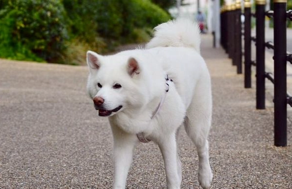 白秋田犬特點