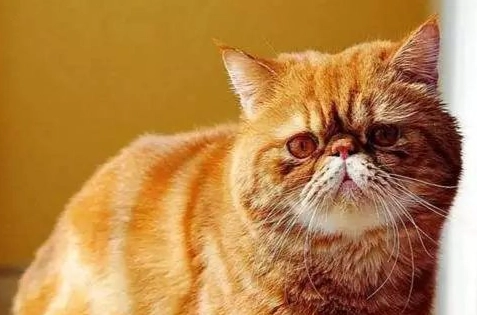 扁鼻貓呼吸困難