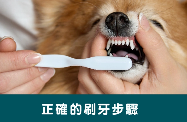狗狗洗牙時間