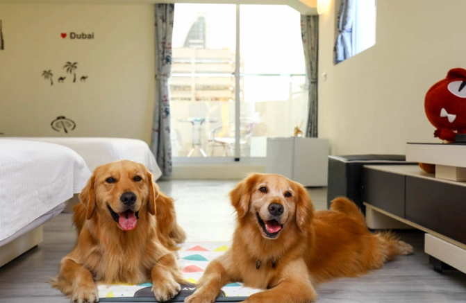 高雄帶狗住宿