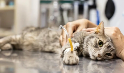 寵物安樂死過程