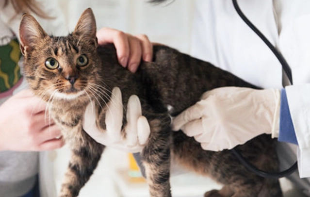 貓無佐劑狂犬病疫苗