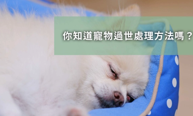 擺脫寵物痛苦