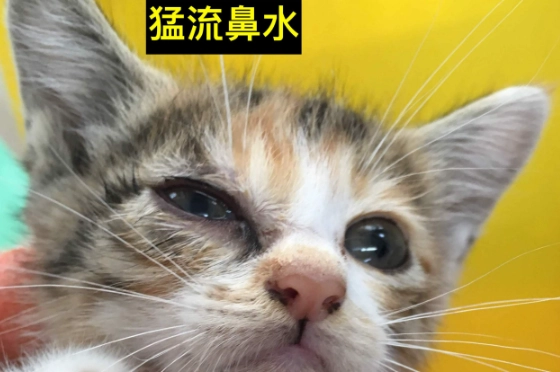 貓呼吸道感染症狀