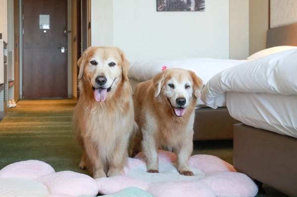 寵物友善旅館台北
