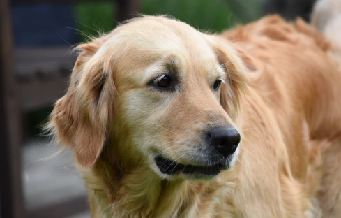 黃金獵犬成長重量