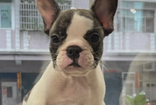 法國鬥牛犬體型