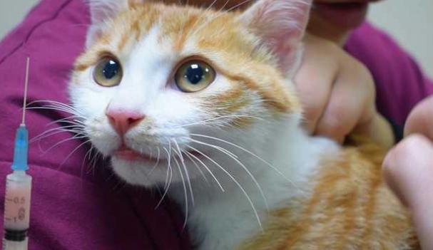 貓疫苗副作用食慾