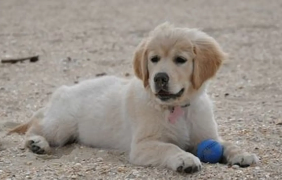 黃金獵犬小時候訓練