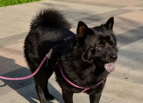 秋田犬黑色特徵