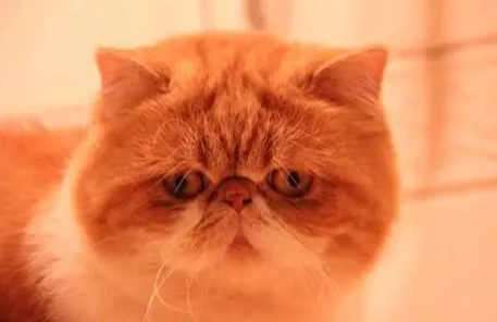 扁鼻貓呼吸困難