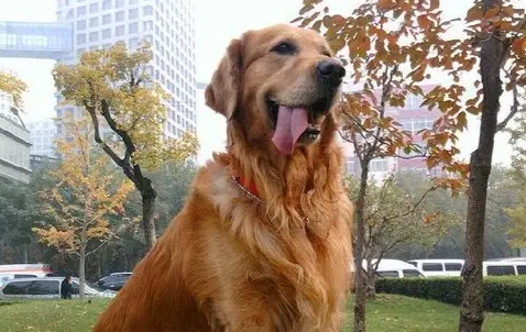 黃金獵犬標準體型